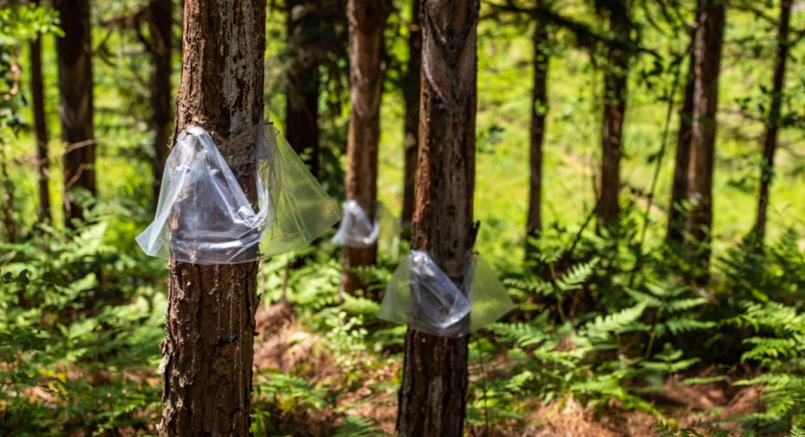 Hvis du ser en plastikpose i et træ, så bør alarmklokkerne ringe straks