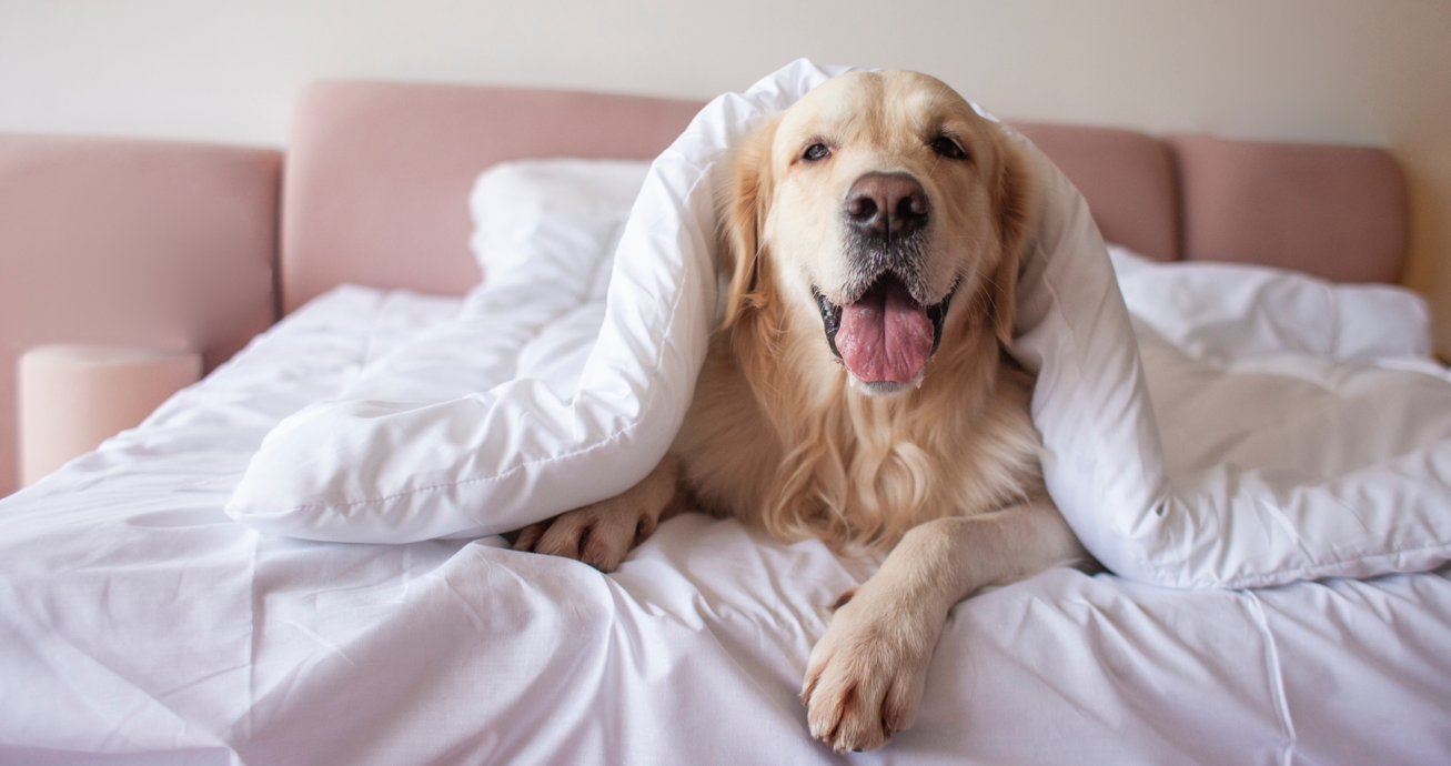 Bør du sove med din hund i sengen? Svaret vil overraske dig