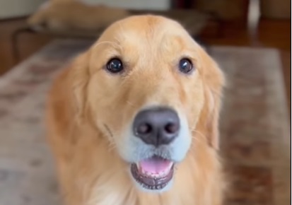 Golden Retriever går viralt udelukkende fordi den er underlig
