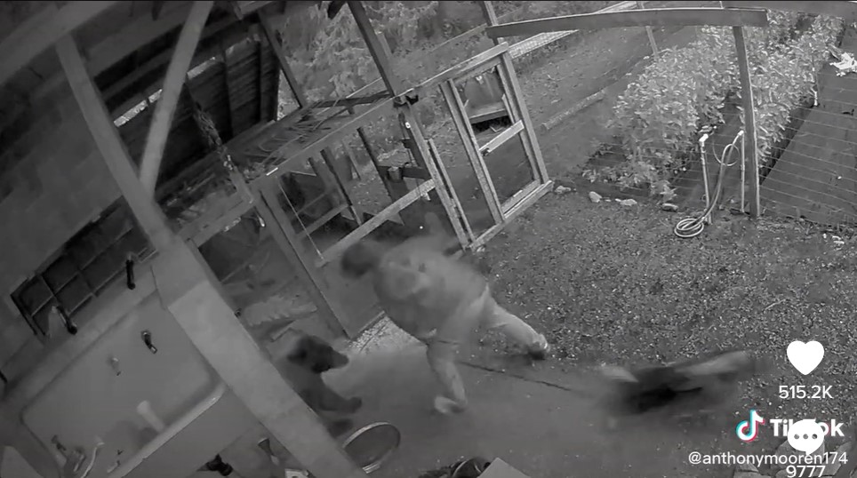 Vanvittig video: Livsfarlig hundeluftning tog voldsom drejning