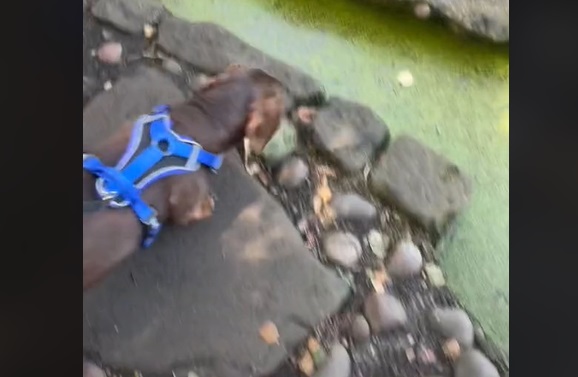 Gravhund tror det er græs: Da den våde sandhed går op for den, er det for sent