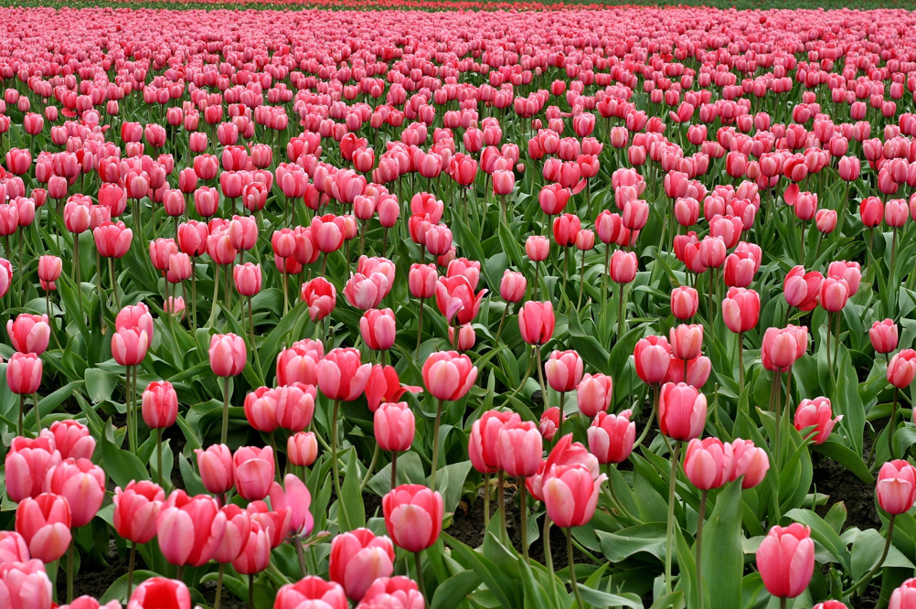 Du kan plante tulipaner i december: Sådan gør du