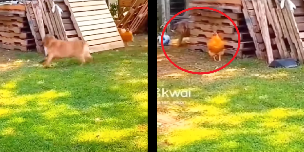 Hund og høne leger tagfat – en bestemt detalje i videoen vil redde din dag