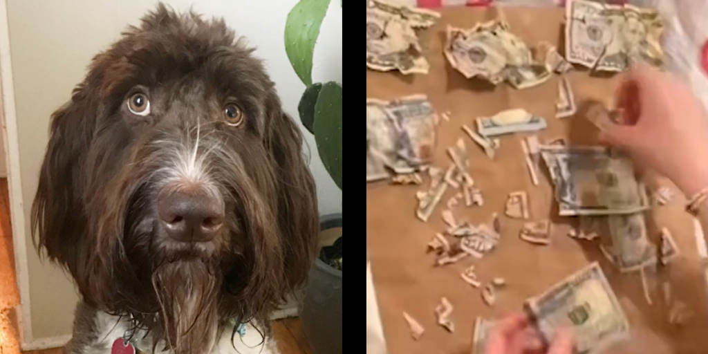 Verdens klammeste skattejagt? Ejere måtte finde 27.000 kroner i stumper, efter deres hund åd dem