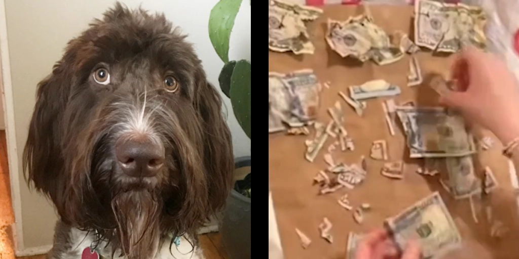 Verdens klammeste skattejagt? Ejere måtte finde 27.000 kroner i stumper, efter deres hund åd dem