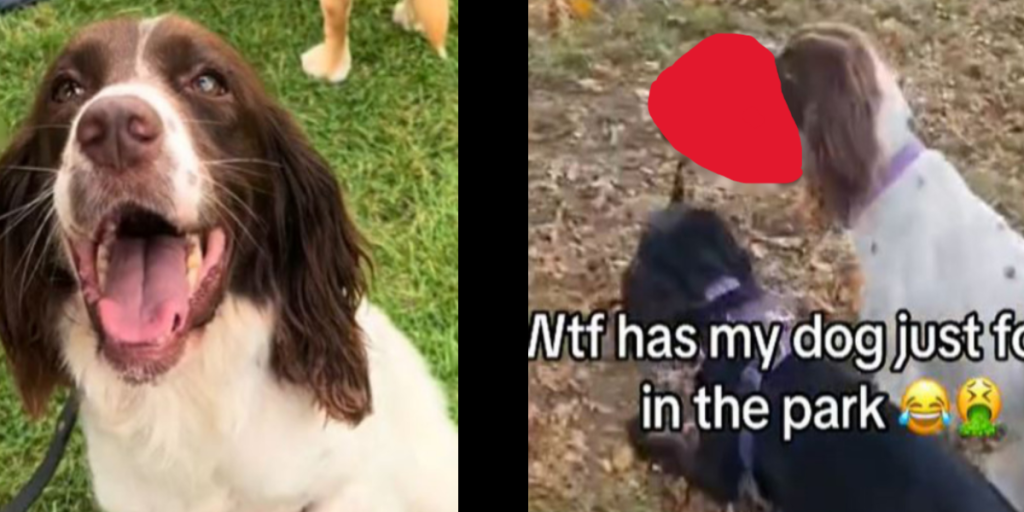 Hund giver sin ejer et chok med usædvanligt fund i parken