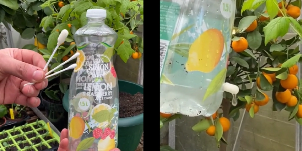 Lav dit eget vandingssystem til planter: Du skal kun bruge en flaske og en vatpind