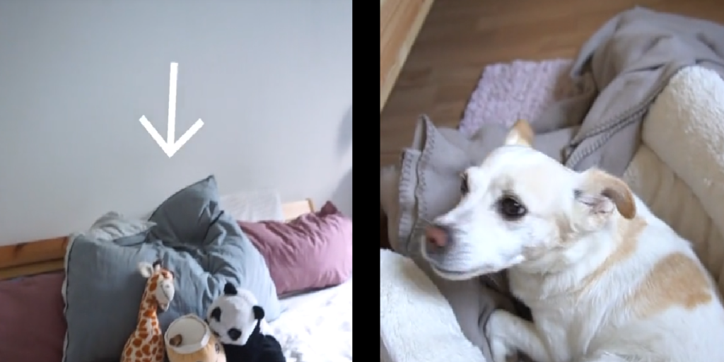 Installerer kamera i hjemmet: Da han ser, hvad hunden gør, giver tingene pludselig mening