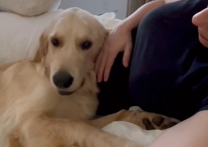 Hund opdager at ejer er gravid: Dens reaktion smelter hjerter