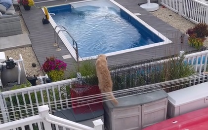 Hund springer i naboens pool: Hvad den lavede der, vil få dig til at klukke af grin